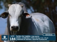 Lote 184