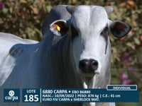 Lote 185
