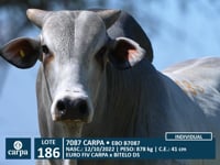 Lote 186