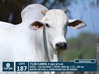 Lote 187