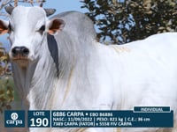 Lote 190
