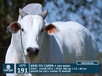 Lote 191