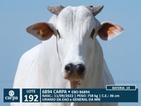 Lote 192
