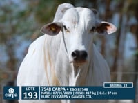 Lote 193