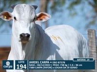 Lote 194