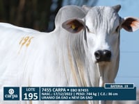 Lote 195
