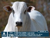 Lote 196