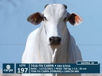 Lote 197