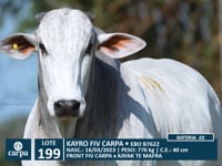 Lote 199