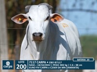 Lote 200