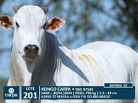 Lote 201