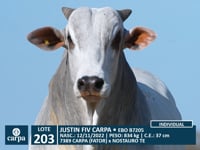 Lote 203