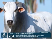Lote 204