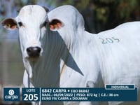 Lote 205