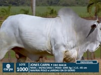 Lote 1000