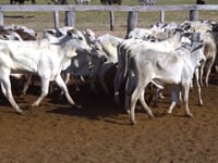 Lote 67P