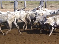 Lote 68P