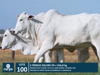 Lote 100