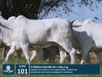 Lote 101