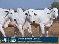 Lote 102