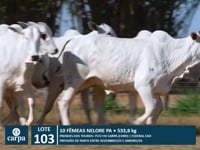 Lote 103