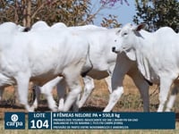 Lote 104