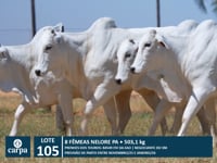 Lote 105
