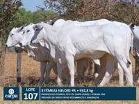 Lote 107