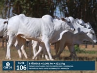 Lote 106