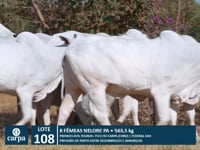 Lote 108