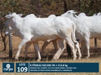 Lote 109