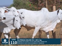 Lote 110
