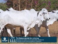 Lote 111