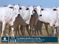 Lote 113