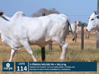 Lote 114