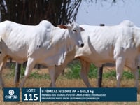 Lote 115