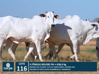Lote 116