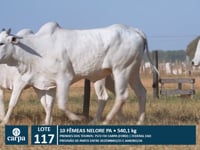 Lote 117