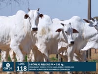 Lote 118