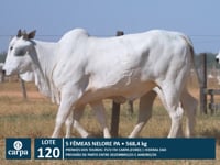 Lote 120