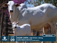 Lote 09