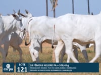 Lote 121
