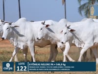 Lote 122