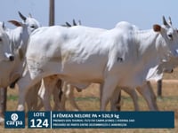 Lote 124