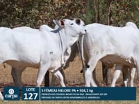 Lote 127