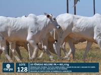 Lote 128
