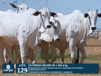 Lote 129