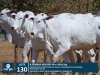 Lote 130