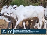 Lote 131