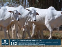 Lote 132